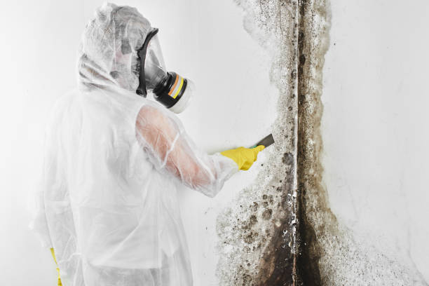 Best Toxic Mold Removal  in Harbison Nyon, CA