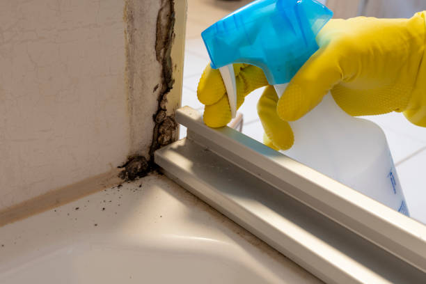Best Mold Removal Near Me  in Harbison Nyon, CA