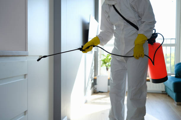 Best Black Mold Removal  in Harbison Nyon, CA
