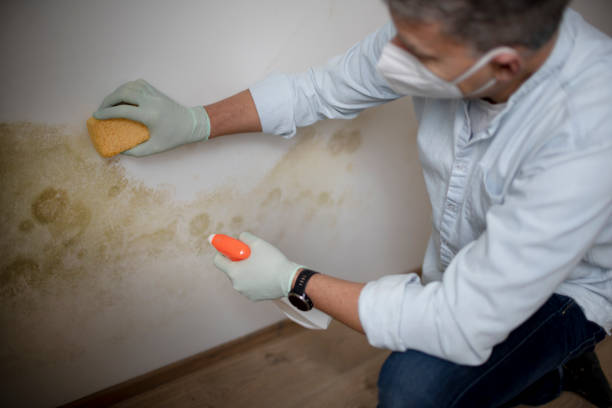 Best Mold Damage Repair  in Harbison Nyon, CA