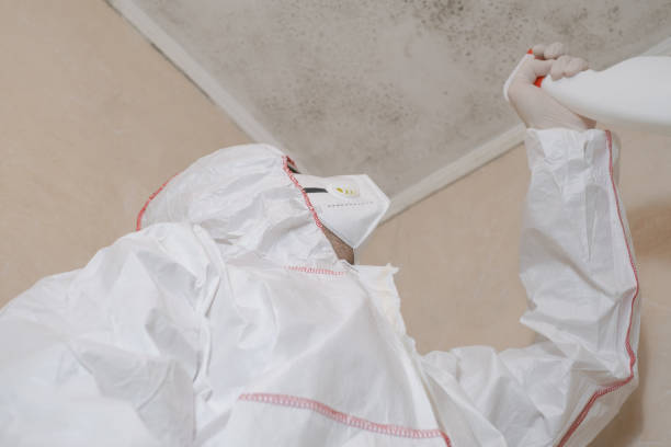 Best Local Mold Removal Service  in Harbison Nyon, CA