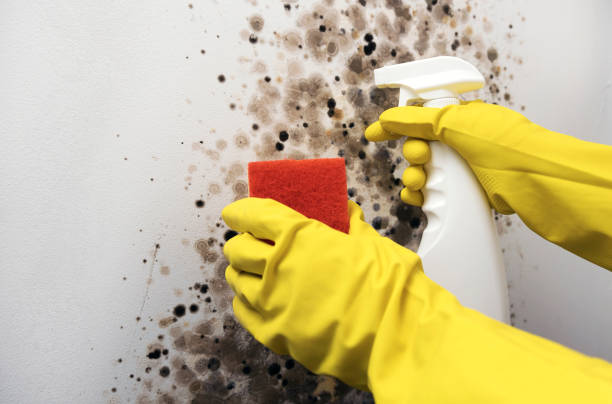 Best Affordable Mold Removal  in Harbison Nyon, CA