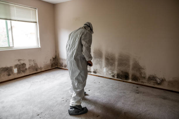 Best Mold Testing  in Harbison Nyon, CA
