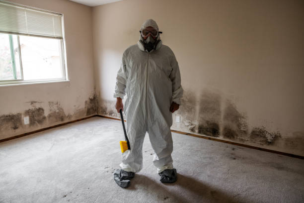 Best Mold Damage Repair  in Harbison Nyon, CA