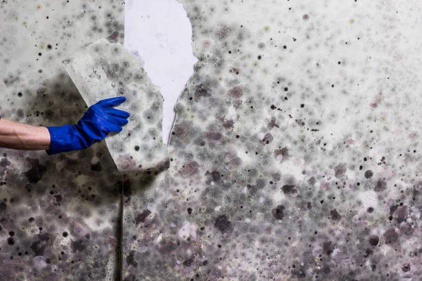 Best Mold Remediation  in Harbison Nyon, CA