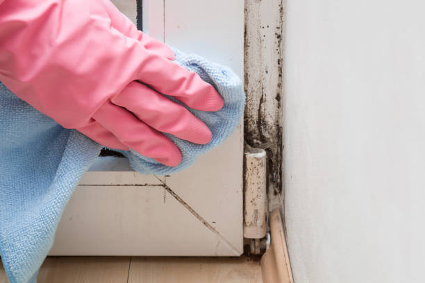 Office Mold Removal Services in Harbison Canyon, CA